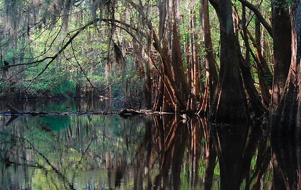 Cedar Creek in Congaree Swamp